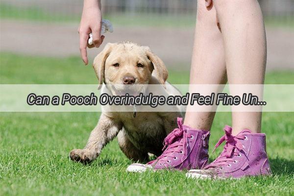 Can a Pooch Overindulge and Feel Fine Unveiling the Truth Behind Overeating in Dogs